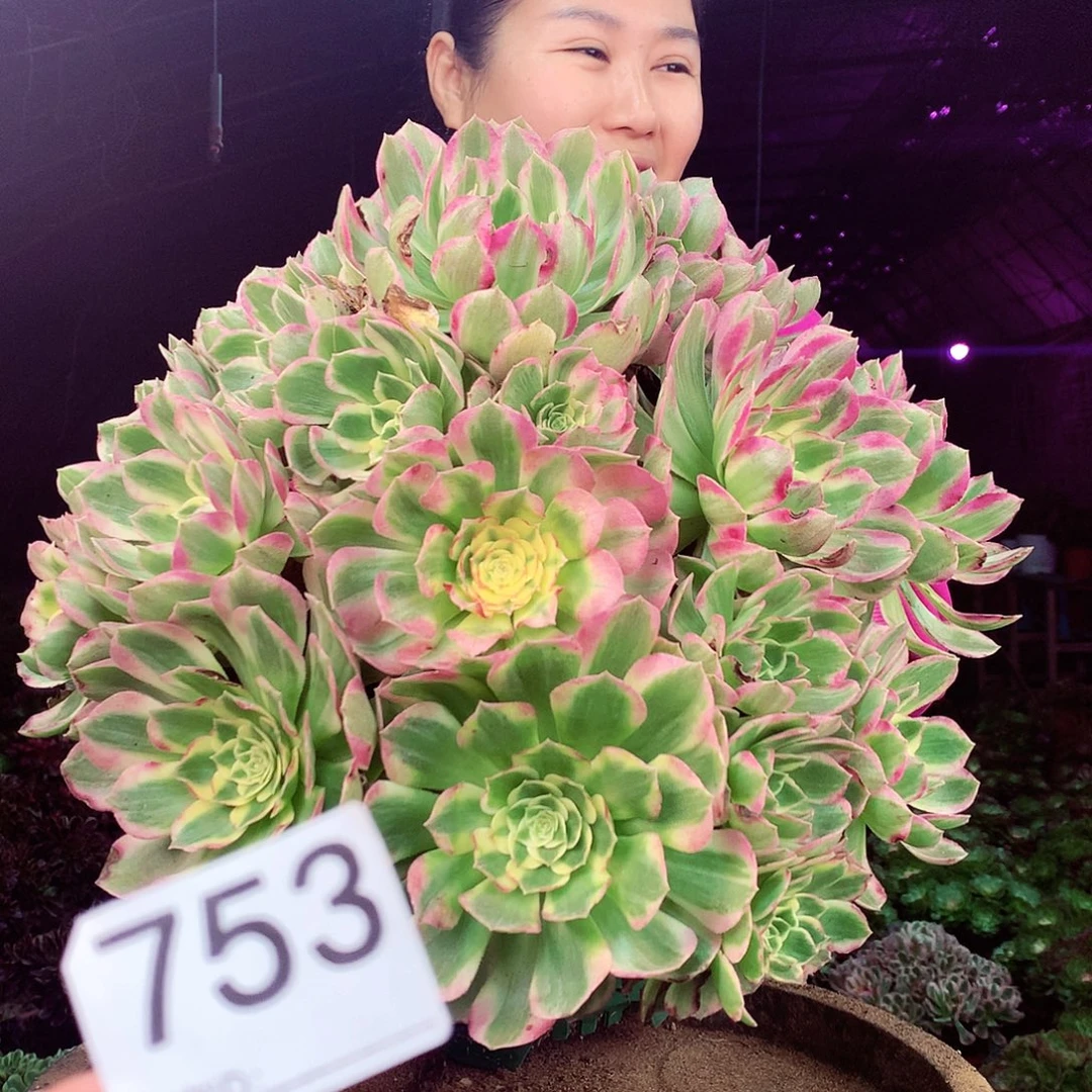 柒柒精品多肉脱土发货不包断侧枝753