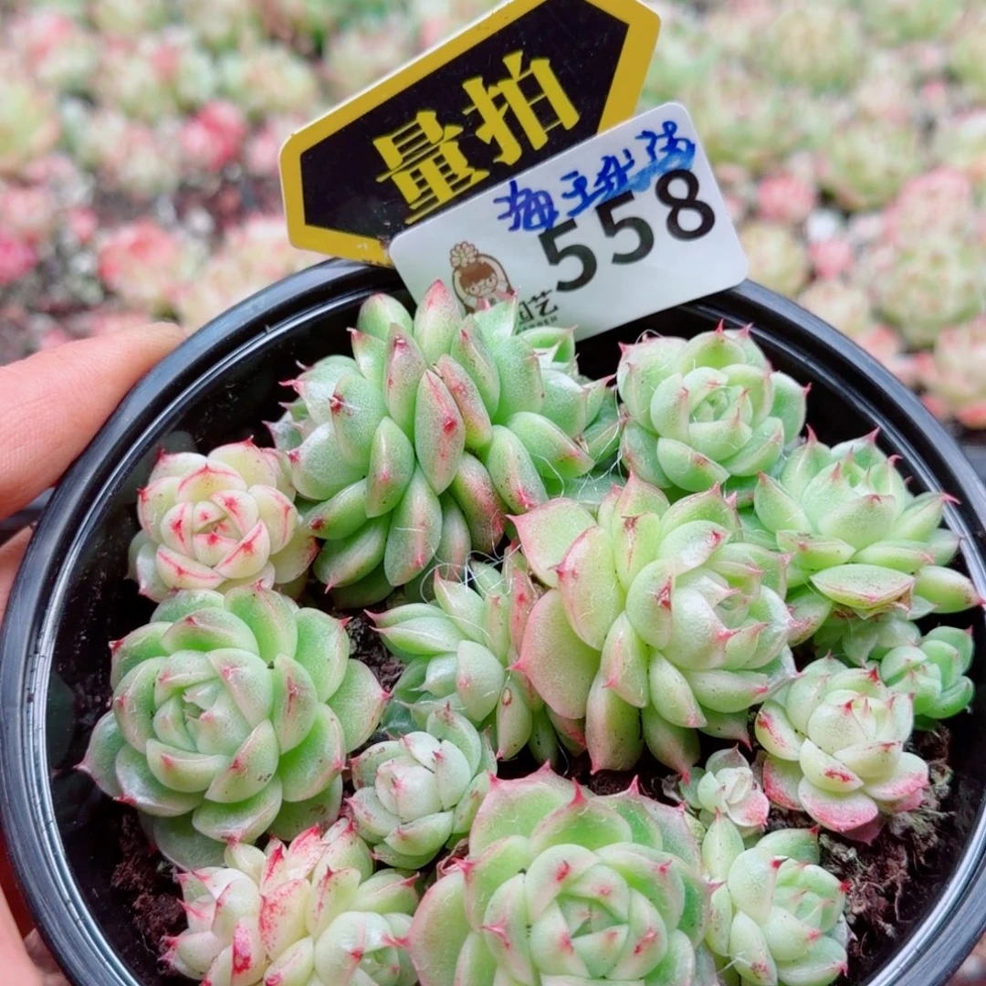多肉植物多肉植物