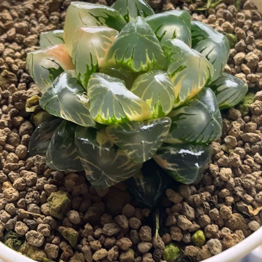 183极上斑老川玉露锦头家多肉十二卷