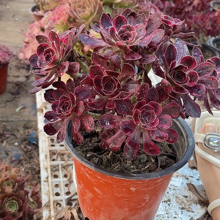 香奈儿绣球脱土发货