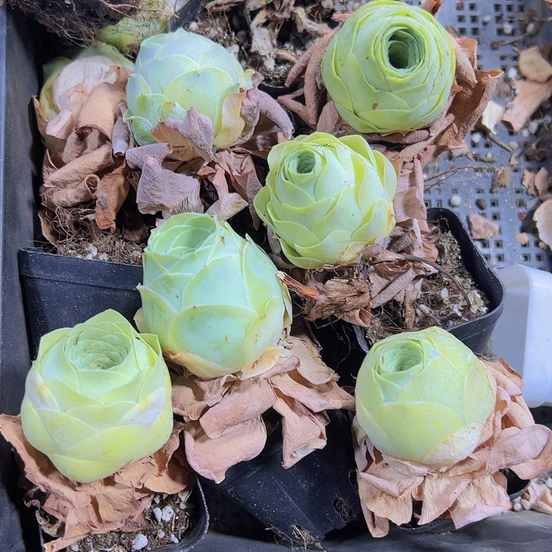 724小口大圆球3个