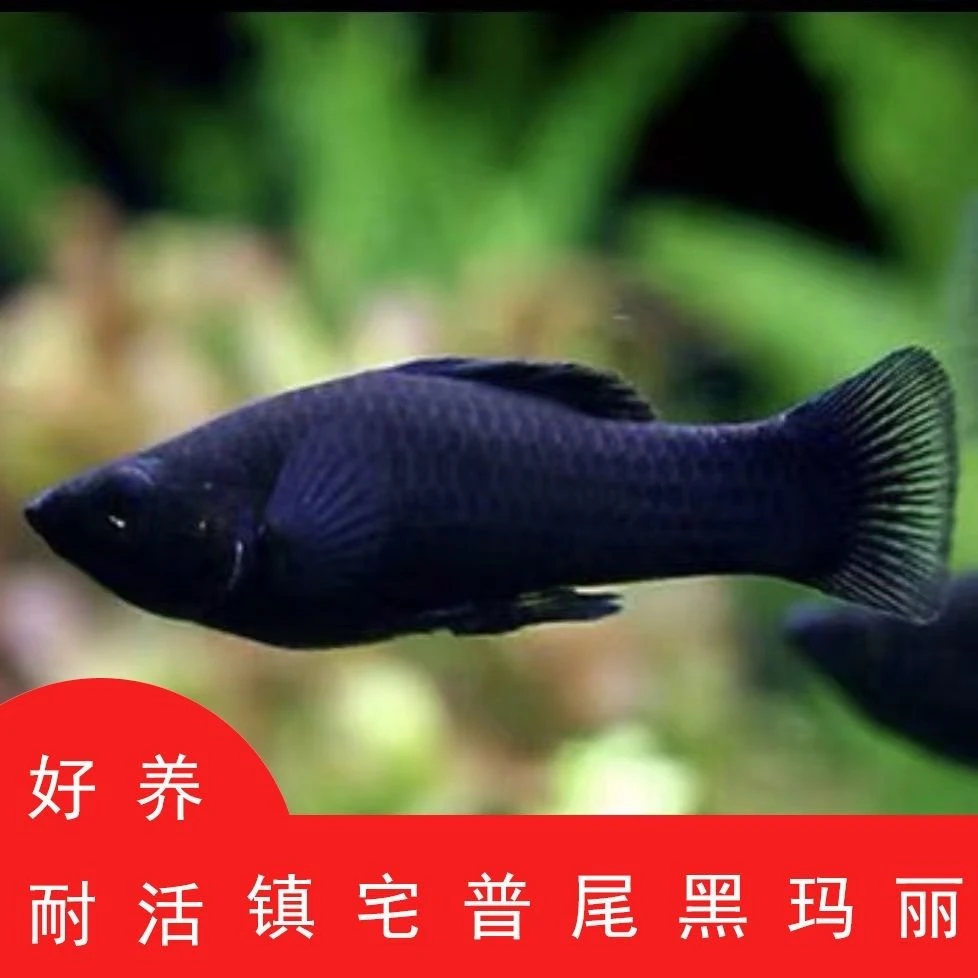 小型热带胎生白黄黑玛丽观赏鱼皮实易养适合新手饲养