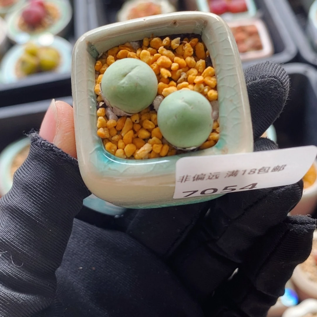 7054--一物一拍 带盆