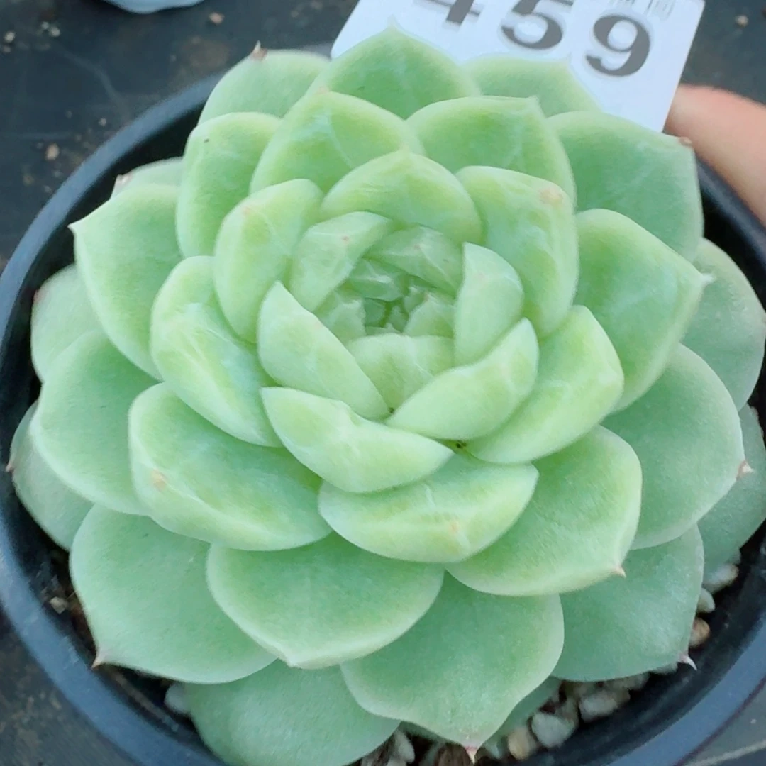 梨花白            精美多肉植物