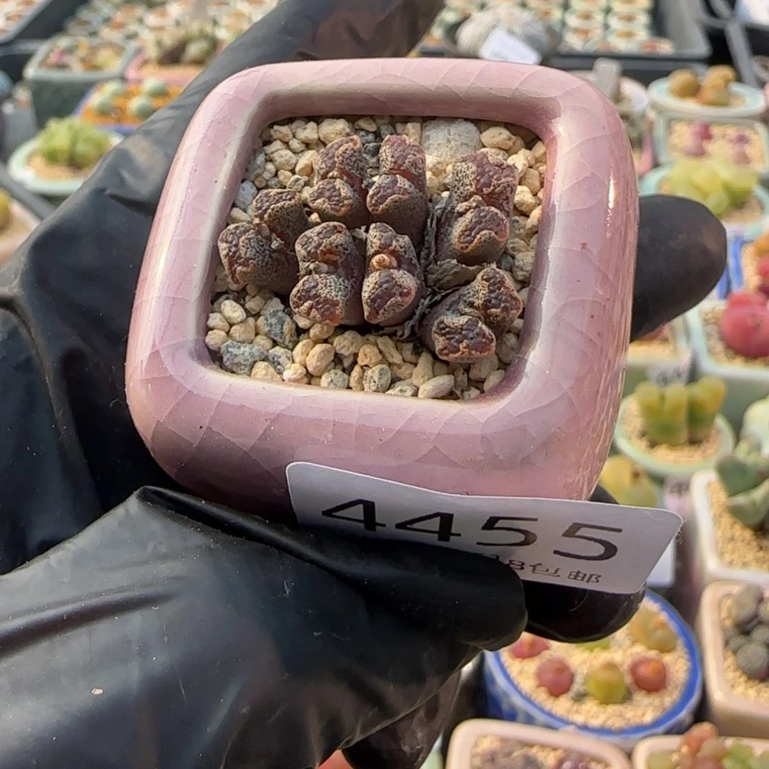 4455-一物一拍 带盆