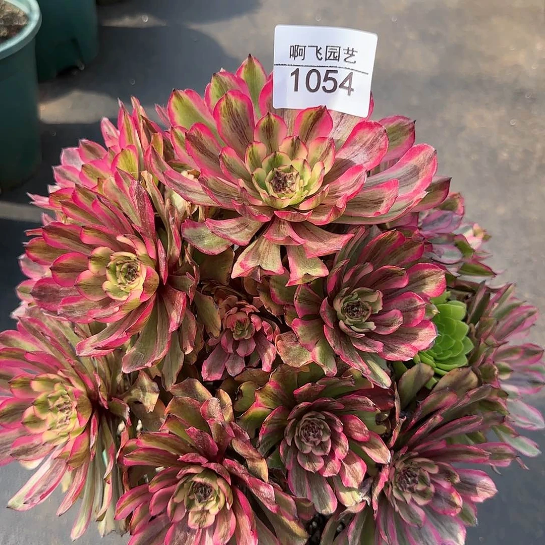 ❤****❤1054多肉 凌波仙子法师