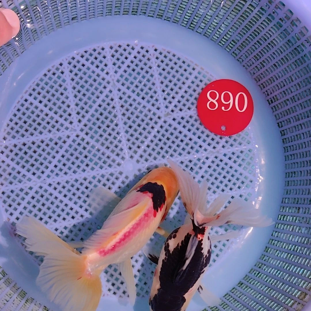 068泰狮两条特价京东包邮