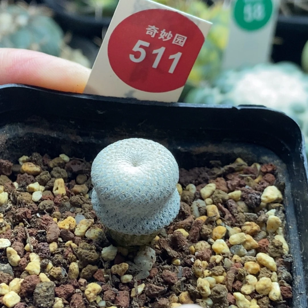实生小人帽1.6cm一棵仙人球