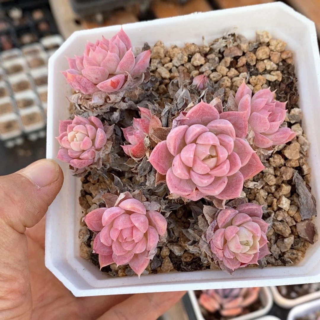 精品多肉一物一拍132