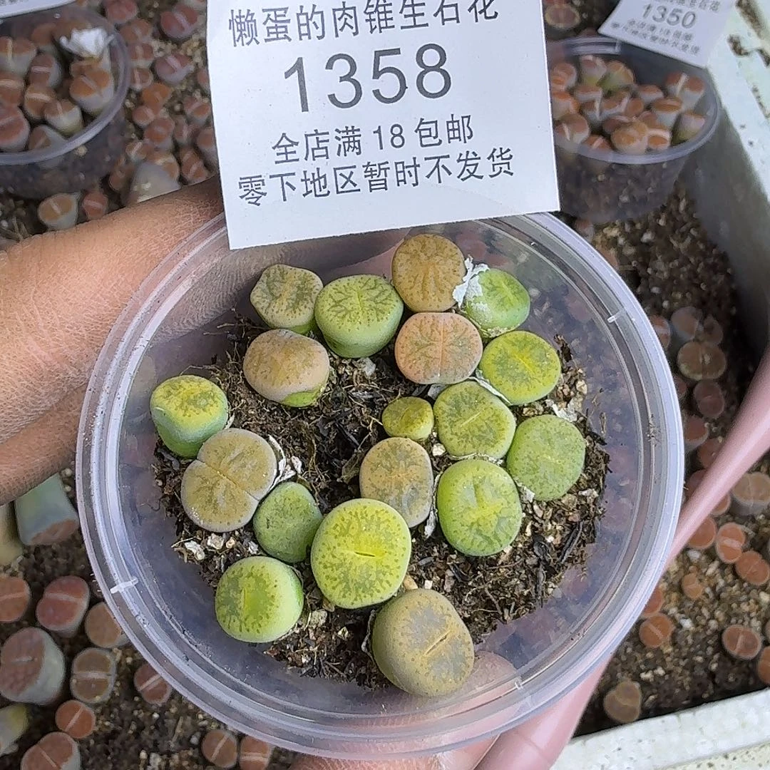1358 哈哈哈哈哈哈哈哈
