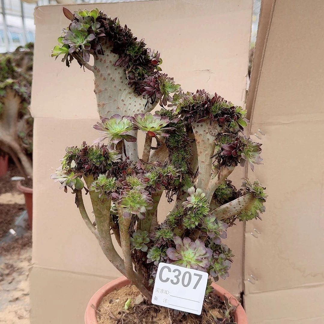 307黑法师一颗呀呀呀