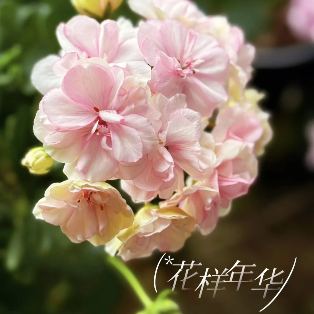 《新疆包邮》稀缺重瓣天竺葵花样年华、耐热好养、勤花性好！