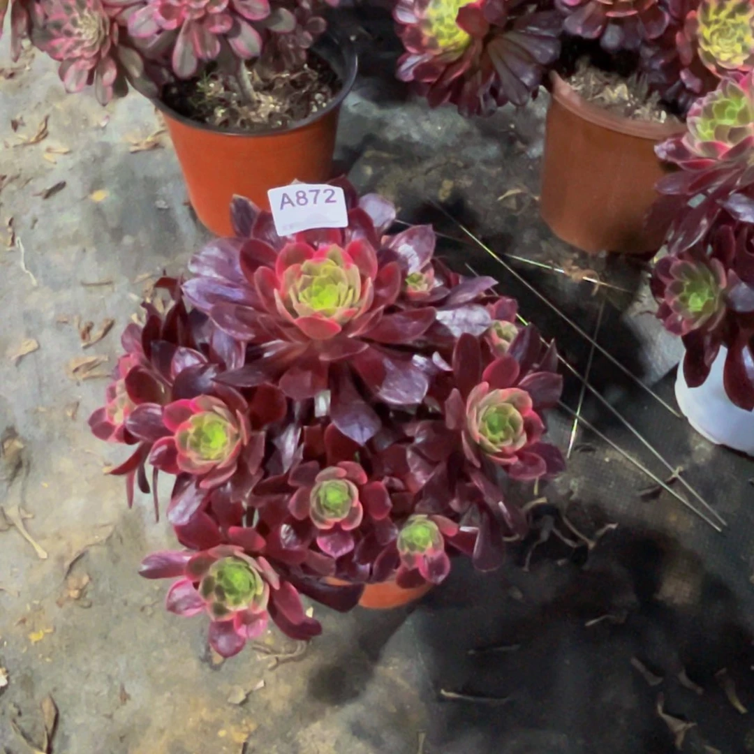 迟霞多肉植物872