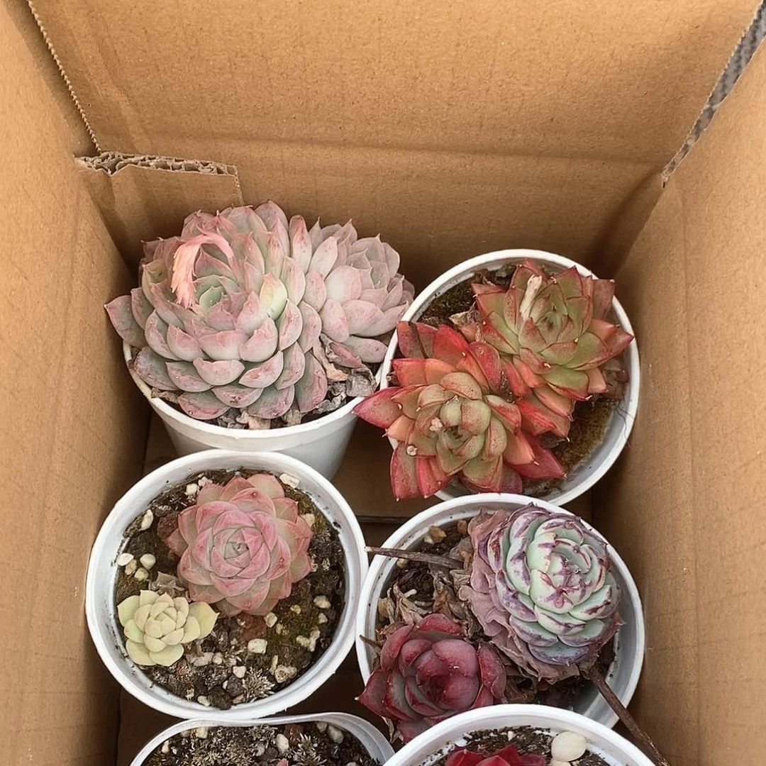 红色粉色双头 9.9包邮 5192