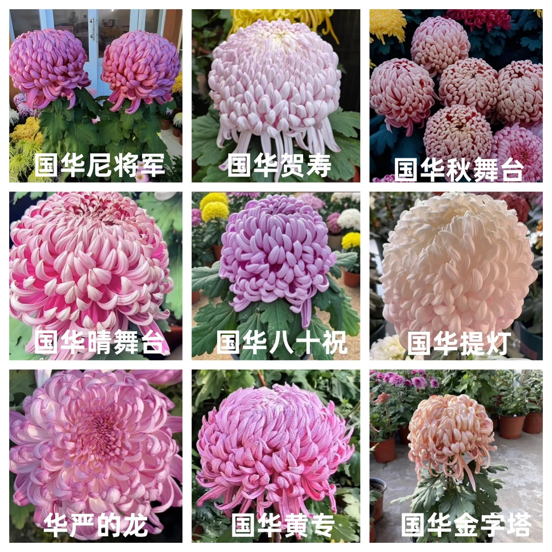 【尼将军+贺寿+秋舞台+晴舞台+八十祝+提灯+黄专+金字塔+华严的龙】