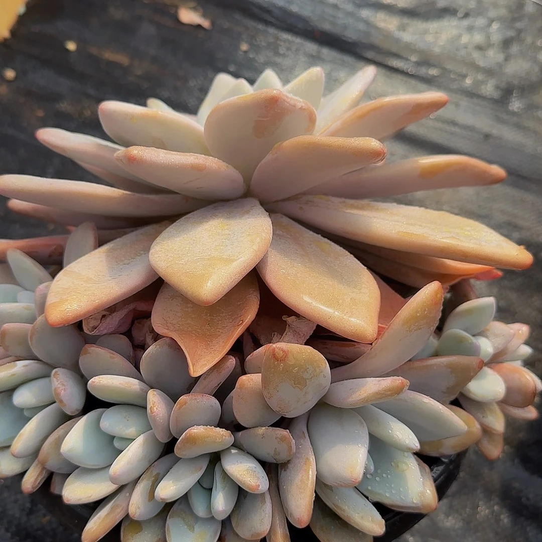 棠*啦啦咯哦哦哦哦哦哦哦