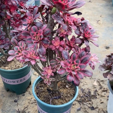 香奈儿52多肉植物