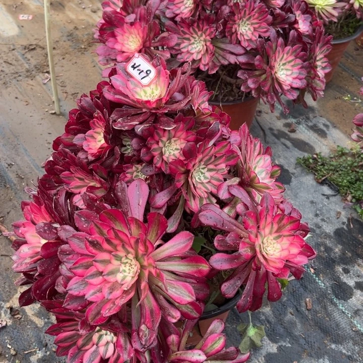 21-19红铜瑕疵妖装处理不包售后多肉