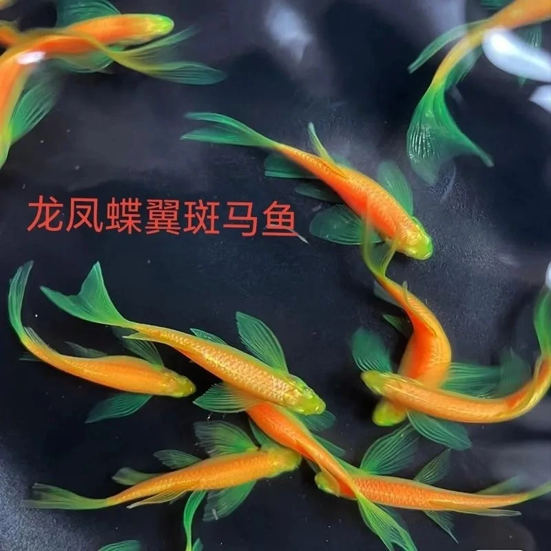 稀有龙凤蝶翼斑马鱼精品蝶翼斑马长尾绿翡翠蝶翼七彩斑马鱼淡水鱼