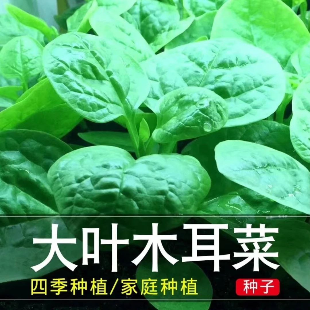 大叶木耳菜种子 小青菜耐高温多茬采收四季阳台盆栽高产蔬菜种子X