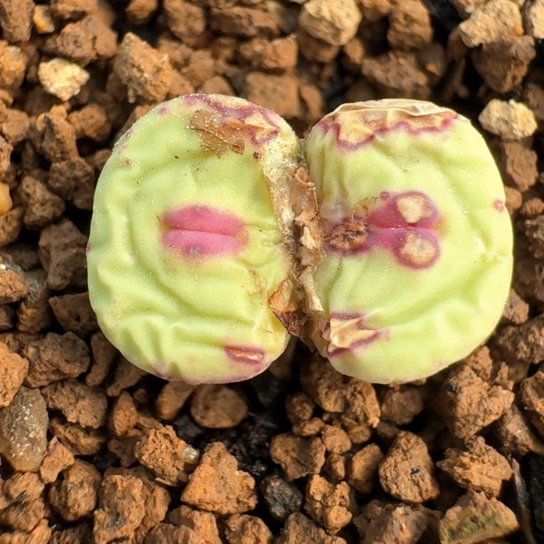 887产地双头中嘴脱土发货