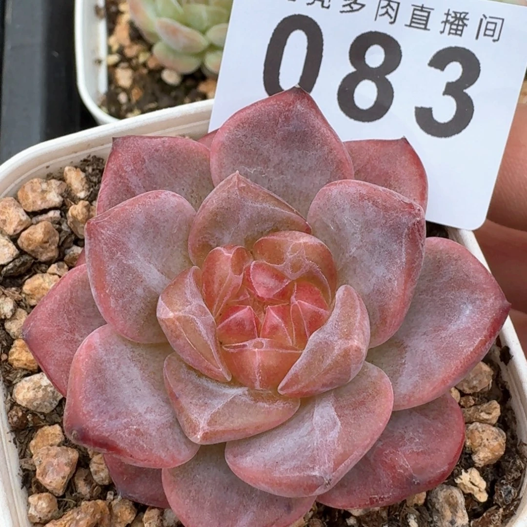 灯芯琥珀          开播福利多肉
