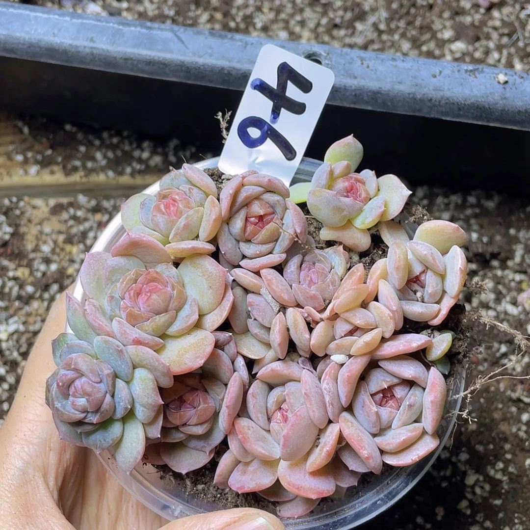 多肉植物多肉植物46