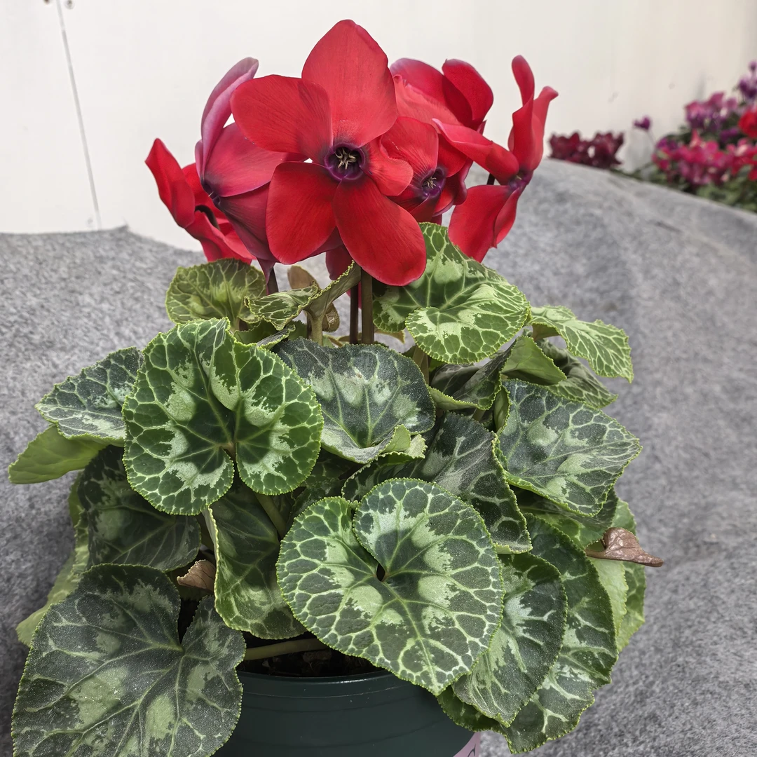 仙客来带花四季开花盆栽包邮年宵花办公室内花卉好养