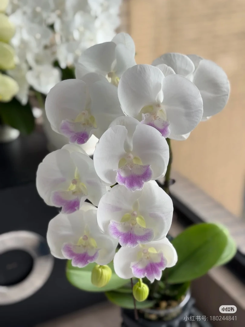 花乡十里【月光宝盒】3.5寸杯苗蝴蝶兰苗(包邮快递，自行下单)