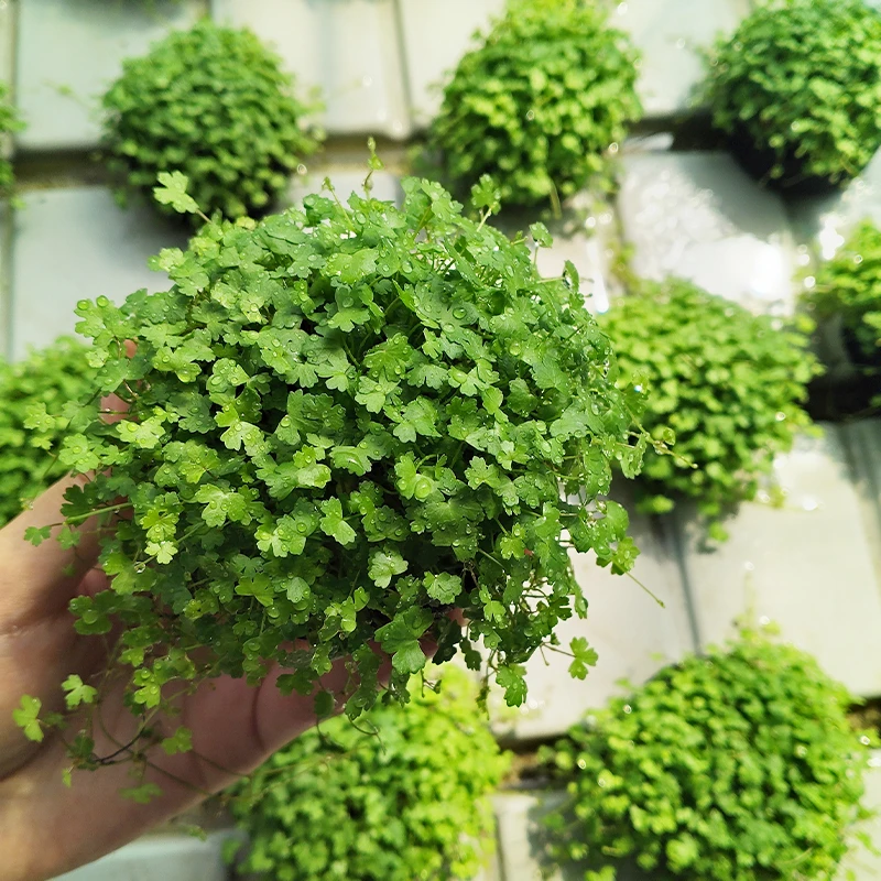 【天胡荽】新手懒人坨草水草鱼缸造景水草前景草生态水草