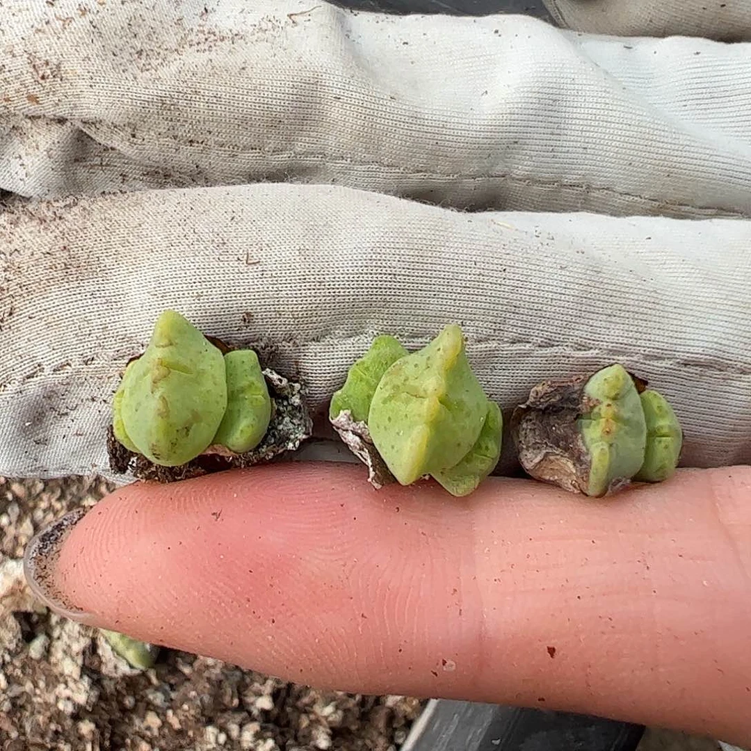 0000232量拍以下1颗麋鹿角