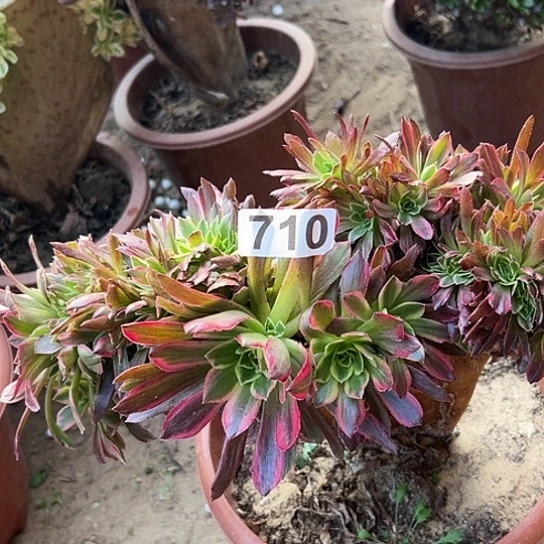 古***姐多肉植物一个红710