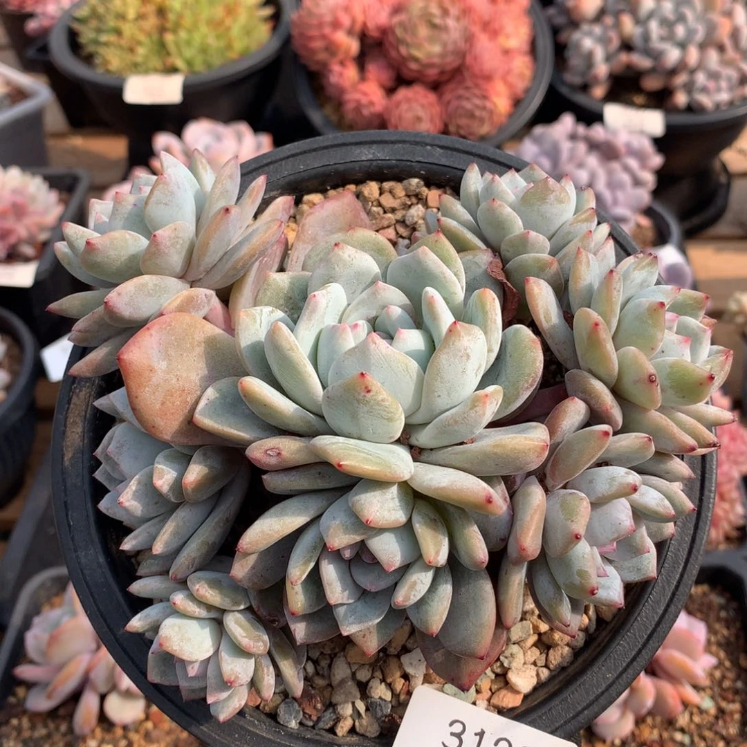 16厘米10头石榴籽有砍3128