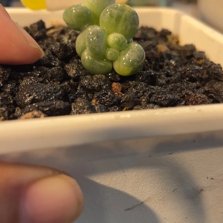393象牙奶锦底座啊啊啊啊啊啊啊啊