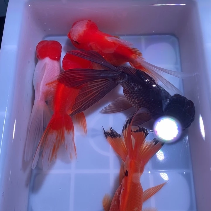 龙睛金鱼精品国狮