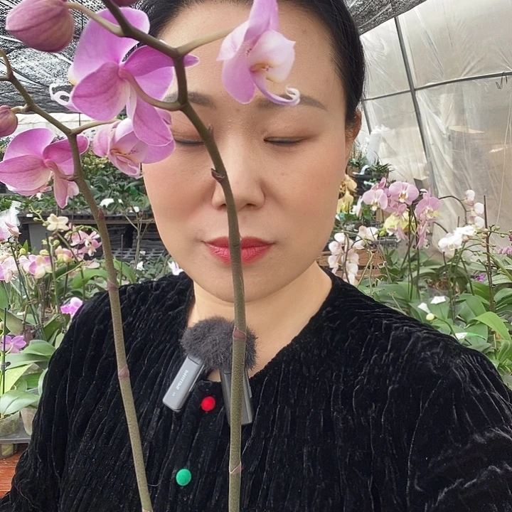 无花朵密尔沃基蝴蝶兰