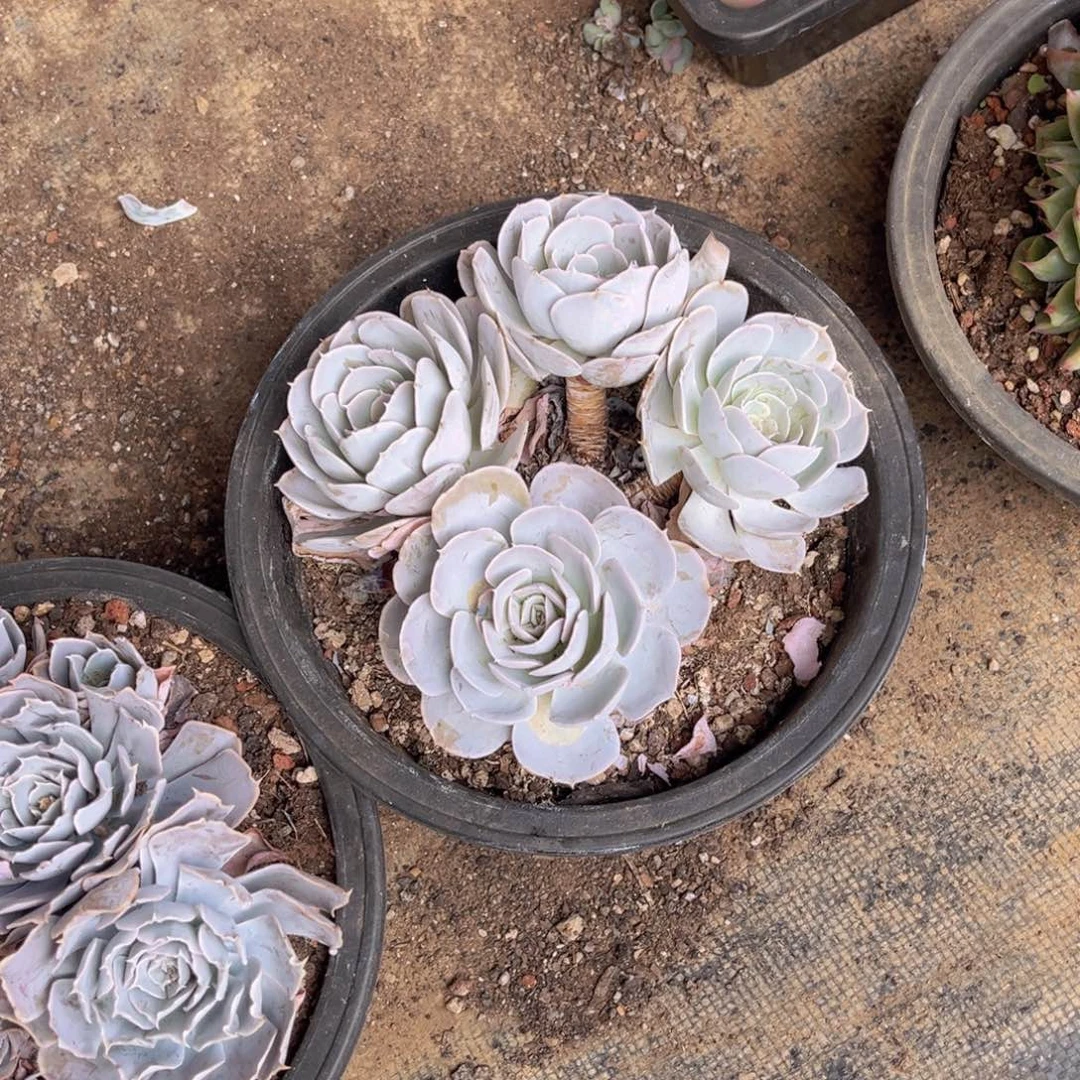 木质老桩四头圣卡官服16