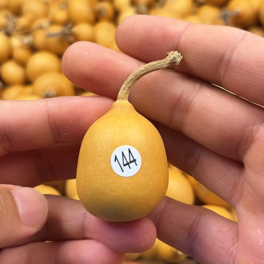 五葫芦葫芦葫芦葫芦144