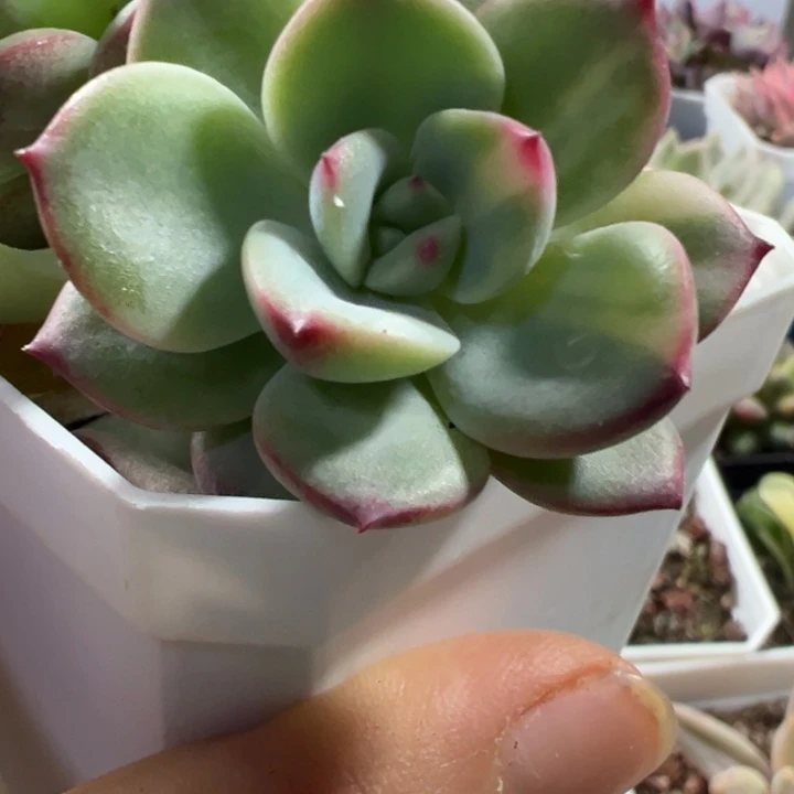 三文鱼锦多肉植物409