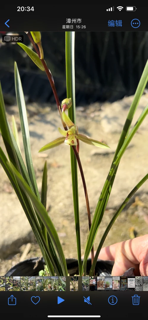 福建细叶寒兰，淡香室内花卉盆景