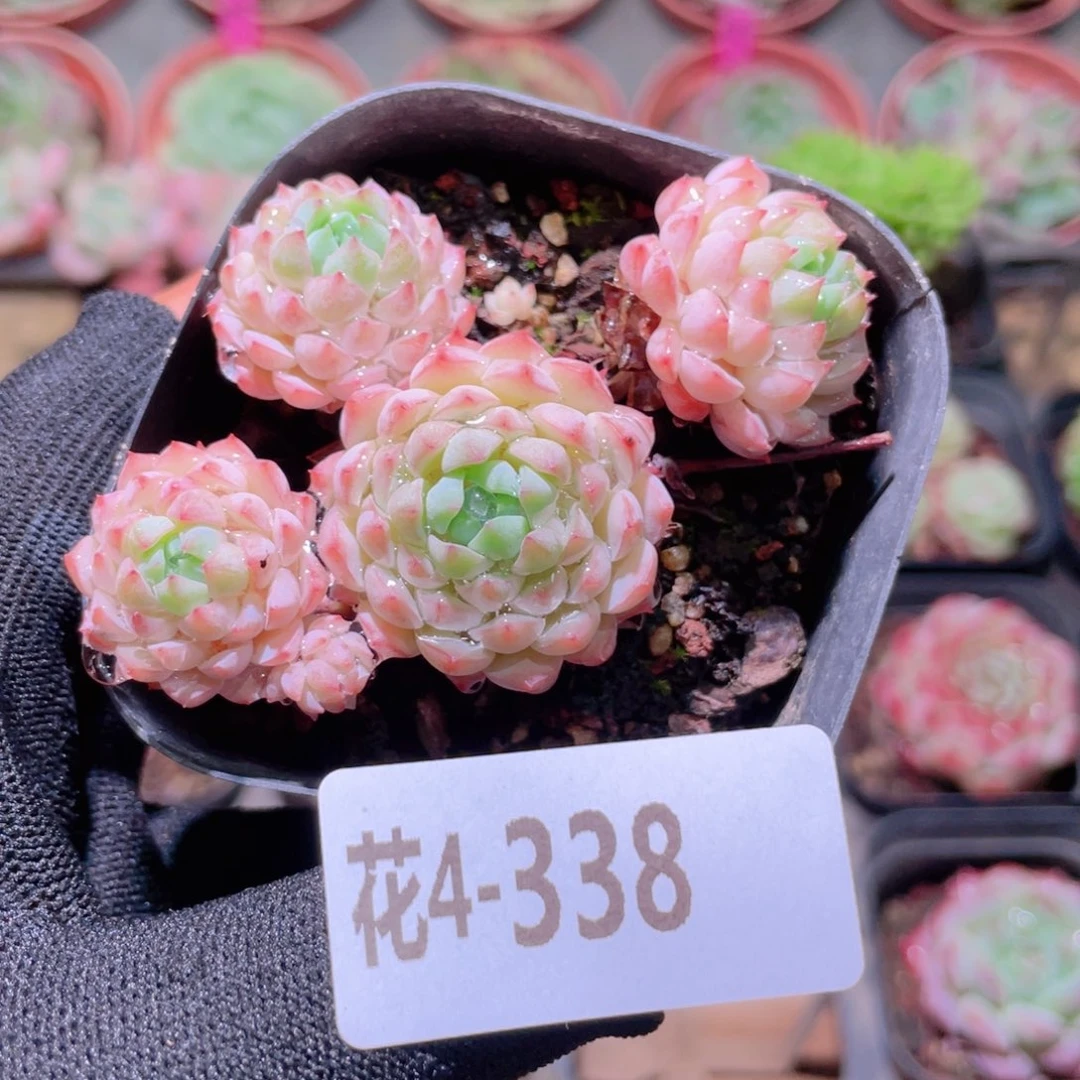 花利美4-338小粉莓