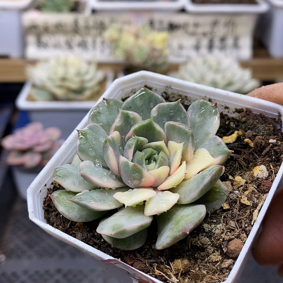 2896 浪漫玫瑰锦