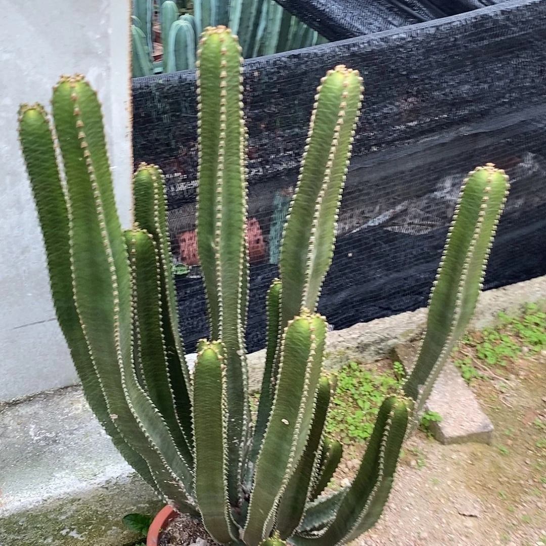 墨麒麟一物一拍一棵