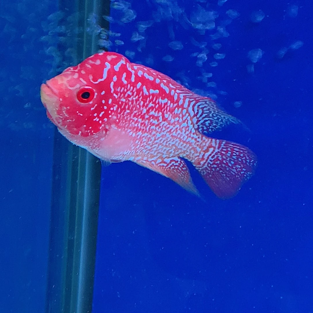 罗汉鱼ℒ****直播间215