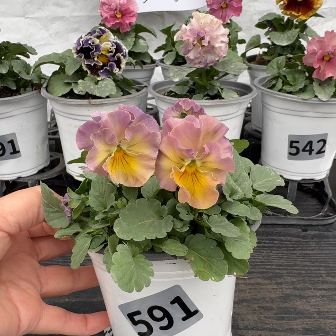 全部花朵591号彩虹女神