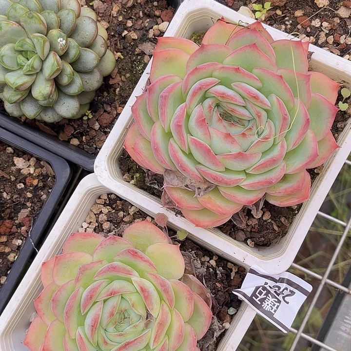 侧影2581多肉植物