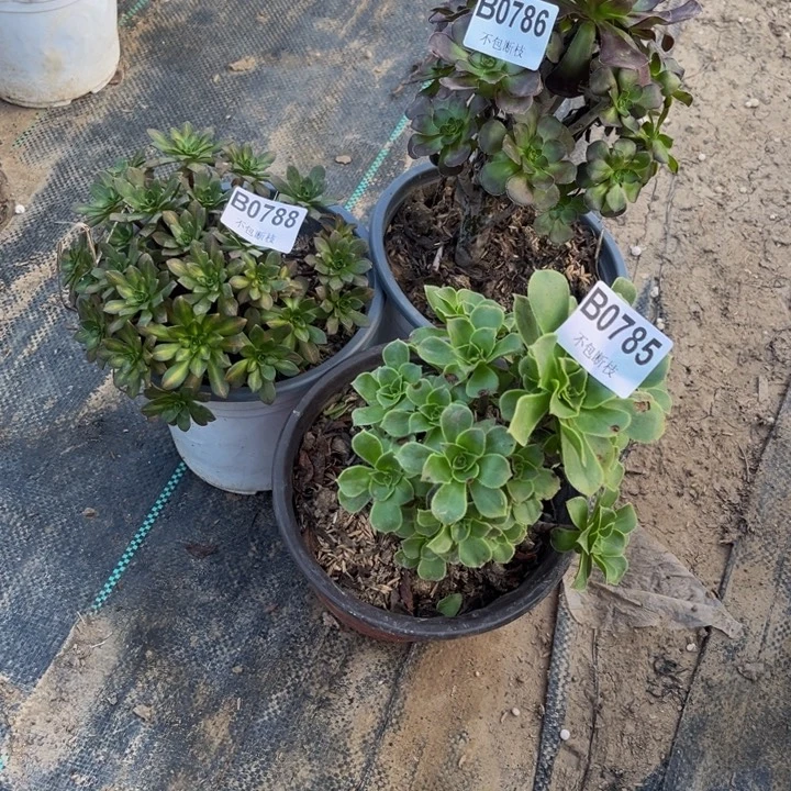 785，86，88 多肉法师不包断枝