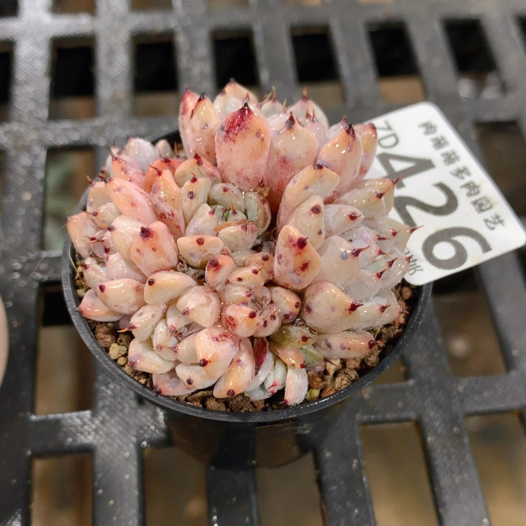 肉萌萌拇指盆精控多肉ZD426