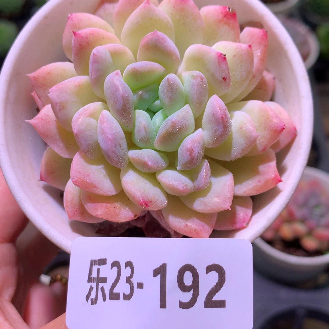 乐然23-192 白雪单头