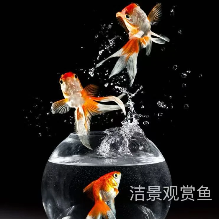 6-8cm蝶尾金鱼观赏鱼